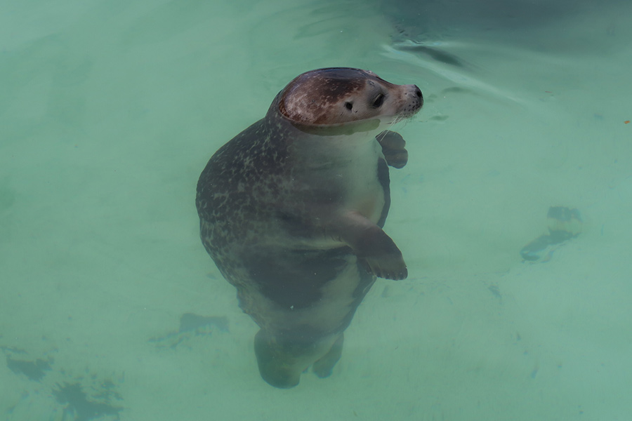 The seals are fed at set times. That's about as exciting as seals get. 